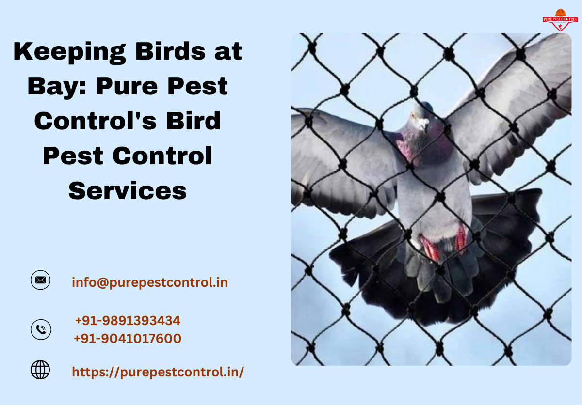 Keeping Birds at Bay Pure Pest Control's Bird Pest Control Services