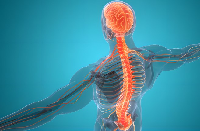 Nervous System Tissue Microarrays