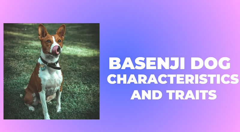 Characteristics and Traits of the Basenji Dog