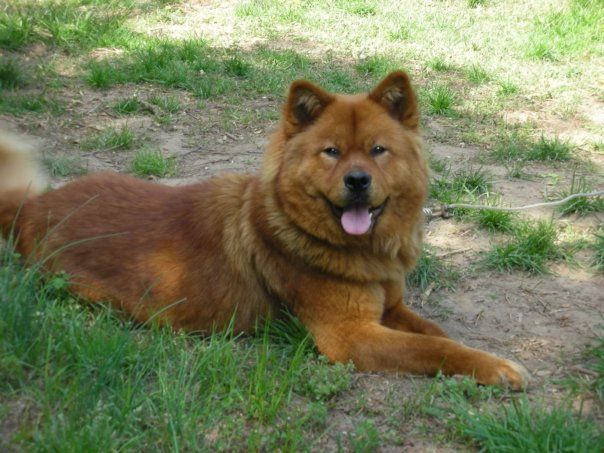 akita chow mix