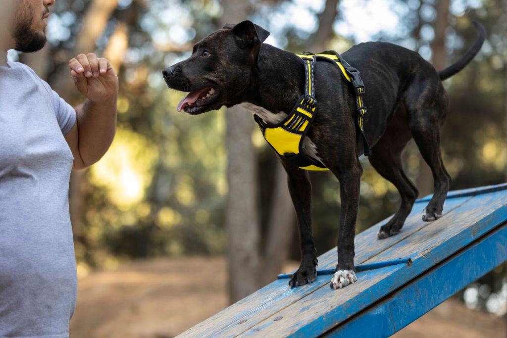 Lone worker dog bite prevention